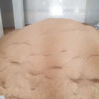 گندم بوجاری شوده مخصوص بذر