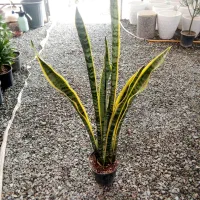 بار جدید انواع گلهای آپارتمانی|گل و گیاه طبیعی|بیرجند, |دیوار