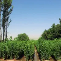 زمین-طاله-وران