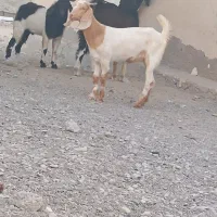 فروش دو بز نر و ماده جوان|حیوانات مزرعه|چابهار, |دیوار