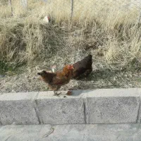 مرغ تخمگذار