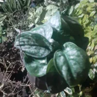 گل های گوناگون|گل و گیاه طبیعی|آستارا, |دیوار