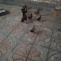 جوجه بومی