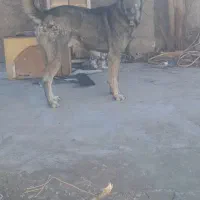 سگ عراقی ۱۷ ماهه