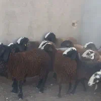 تعداد ۷۰ رس بره ماده اصیل شال سبک و سنگین وزن|حیوانات مزرعه|قزوین, |دیوار