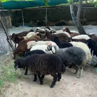 اگر گوسفند زنده نر با قیمت ارزان میخوایی بزنگ