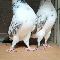 کبوتردونسته پرش سنگین به شرط وباضمانت تضمین صددرصد|پرنده|ری, شهید بهشتی|دیوار