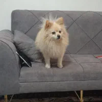 پامرانین بازی گوش|سگ|گلبهار, شهر جدید گلبهار|دیوار