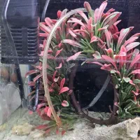 اکواریوم شیشه خم ارتفاع 40 طول 50|ماهی|پرند, فاز ۴|دیوار