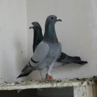 کفتر بمب|پرنده|مشهد, ویلاشهر|دیوار