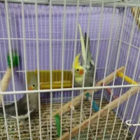 فروش پنج عروس هلندی