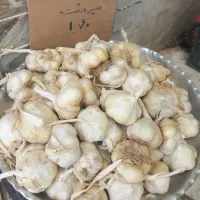 فروش کلی وجزئی سیر