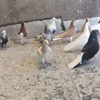 کبوتر بوم همه به شرط|پرنده|الوند, |دیوار