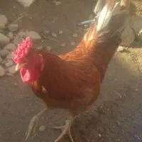 خروس محلی وجوان