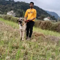 واگذاری ماده پژدر ،عراقی|سگ|رودسر, |دیوار