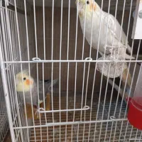 عروس هلندی جفت . نر تک آماده