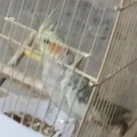 عروس هلندی گمشده