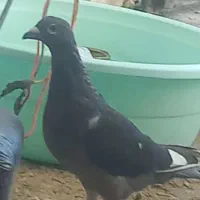 کبوترپنج عددتبعیدی|پرنده|شیراز, حومه شیراز|دیوار