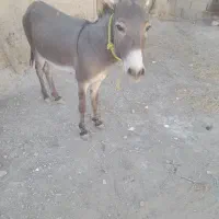 الاغ نر