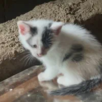 واگذاری گربه|گربه|کلاچای, |دیوار