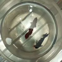 ماهی فایتر معاوضه با کفتر