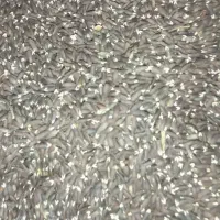 زیرح  سیاه یا همان قره زیرح