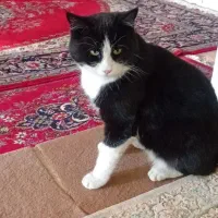 واگذارئ رایگِان چند تا بچه گربه|گربه|خوانسار, |دیوار