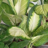 گلهای آپارتمانی عالیشهر،خونه-گلخونه