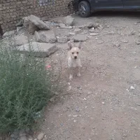 واگذاری پاپی ۲ ماهه