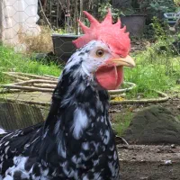 خروس چهار ماهه لگهورن