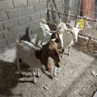بز سانن و پاکستانی اصیل