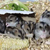 همستر سنجابی|موش و خرگوش|مسجد سلیمان, |دیوار