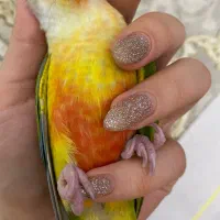 گیرنچیک اهلی|پرنده|تبریز, |دیوار