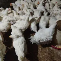 مرغ تخمگذار