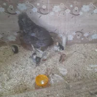 فروش جوجه های گلین و سلطان و بارگ مرغ و خروس|حیوانات مزرعه|شیراز, شهرک صنعتی شیراز|دیوار