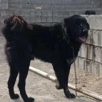 واگذاری سگ گله|سگ|داران, |دیوار