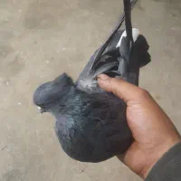 سیاه نر ی لشکه دم سفید