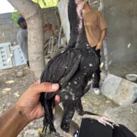 جوجه لاری اوشامو ۳ ماهه دوسر اوشامو