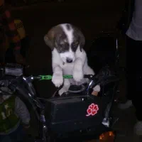 حیوان کالا نیست|سگ|سمنان, |دیوار