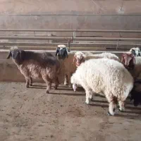 بره ۶ ماهه پرواری عربی