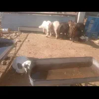 بره چاق۳۰راس