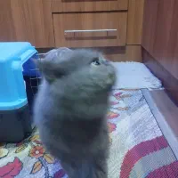 گربیه نژادارنر|گربه|تبریز, |دیوار