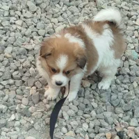 سگ پامر|سگ|تهران, شهرک یاس|دیوار