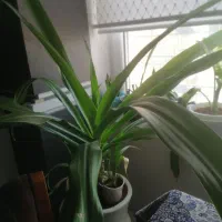 گل های طبیعی|گل و گیاه طبیعی|بندر کنگان, |دیوار