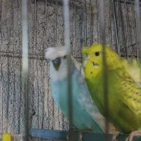 مرغ عشق پروانه ای