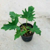 گل.کال ای پول وثروت|کنسول، بازی ویدئویی و آنلاین|بروجرد, |دیوار