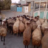 گوسفند میش و بره|حیوانات مزرعه|موچش, |دیوار