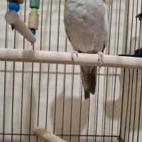 عروس هلندی ماده یکساله|پرنده|تهران, شهید اسدی|دیوار