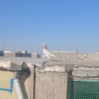 کبوتر پرشی|پرنده|الوند, |دیوار