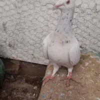 ماده هفت رنگ زرد خطی